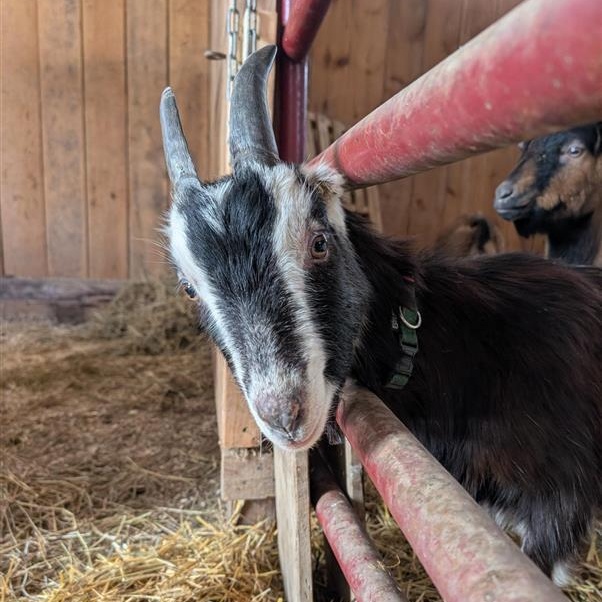 Enlarge Gumby, a ADOPTABLE LaMancha in Cooperstown, NY image 1/3