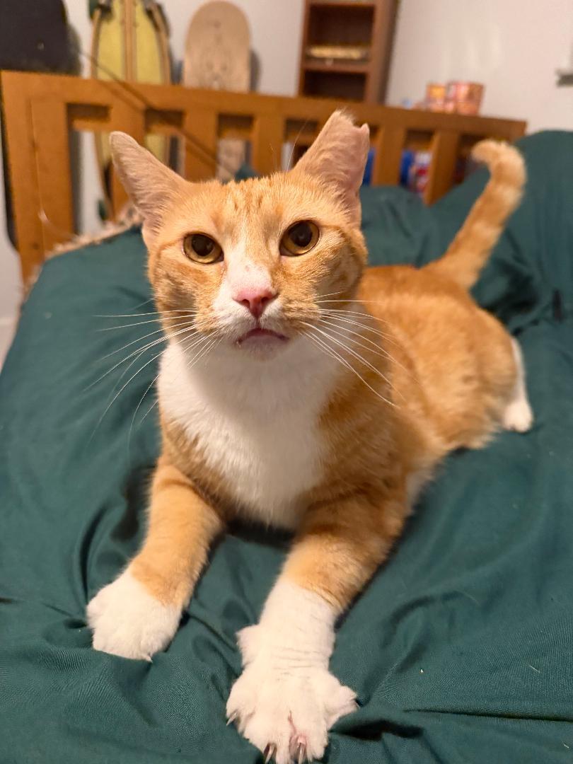 June, a Adoptable Domestic Short Hair in Montpelier, VT image 2/6