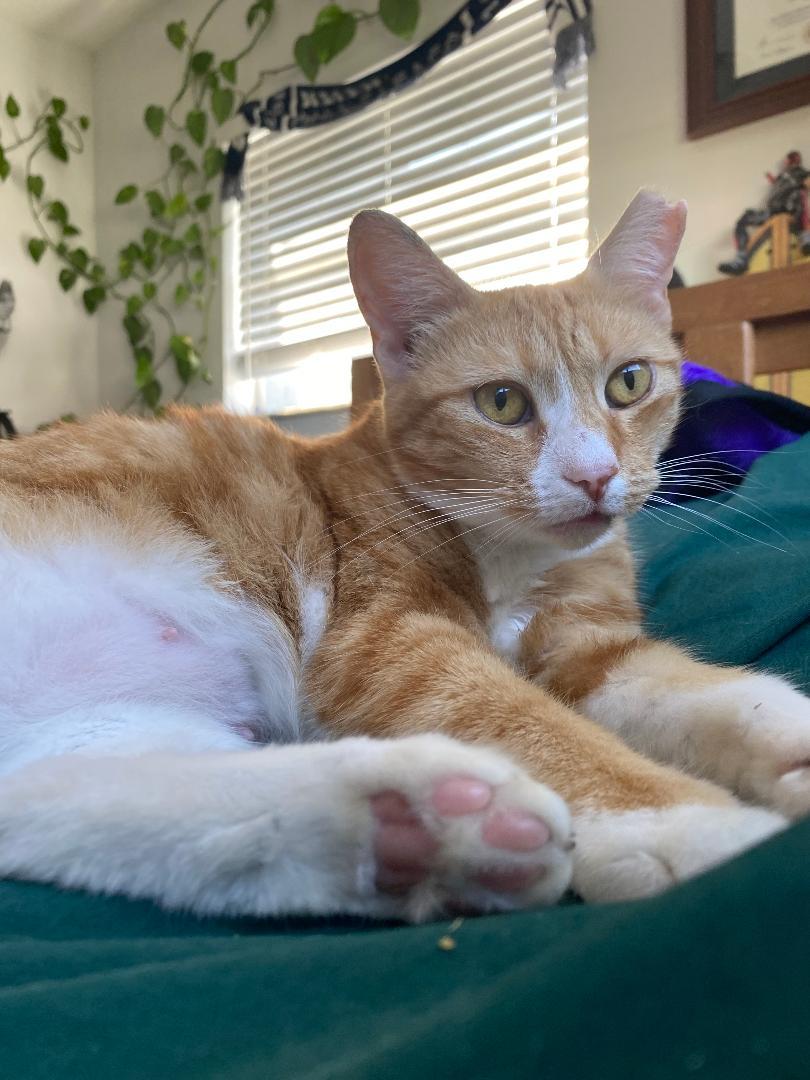 June, Adoptable, Adult Female Domestic Short Hair.