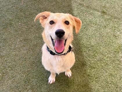 Enlarge Boston, a Adoptable mixed breed in Phoenix, AZ image 1/2