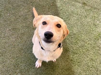 Enlarge Boston, a Adoptable mixed breed in Phoenix, AZ image 2/2