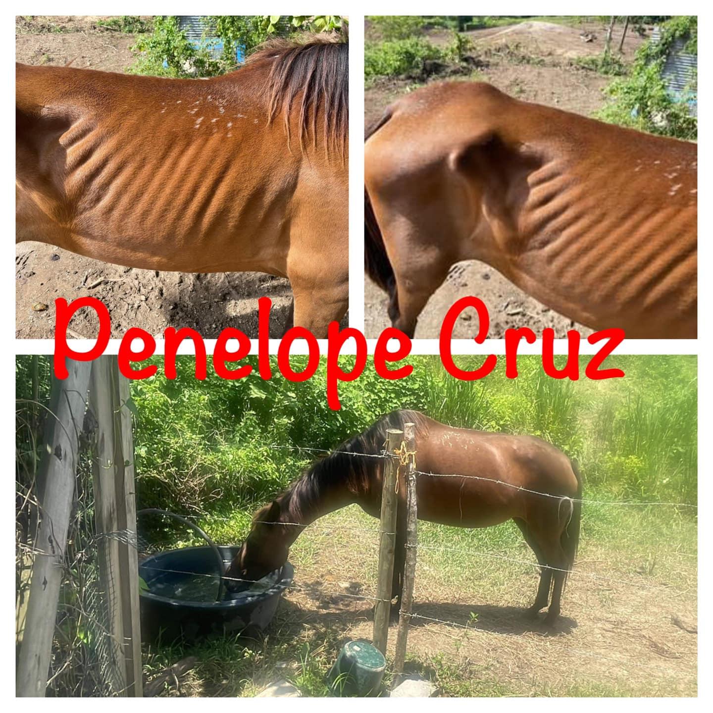 Penelope Cruz, Adoptable, Young Female Gaited.