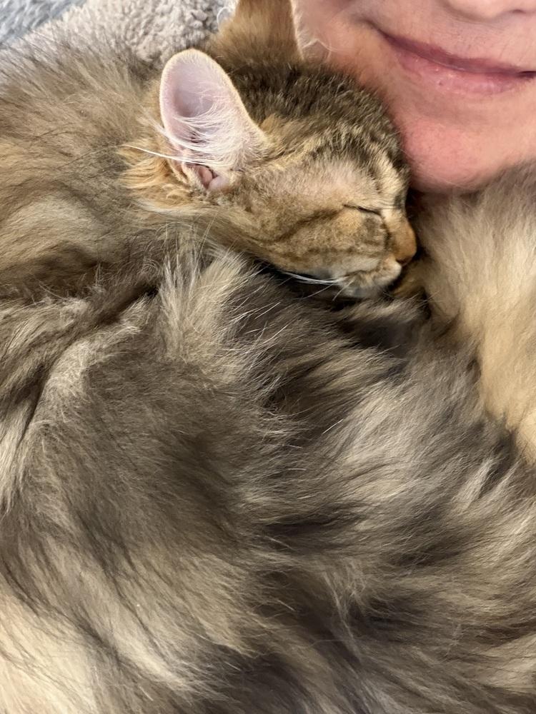 Schitt's Creek: Moira Rose - part of bonded pair, Adoptable, Kitten Female Tabby & Domestic Long Hair.