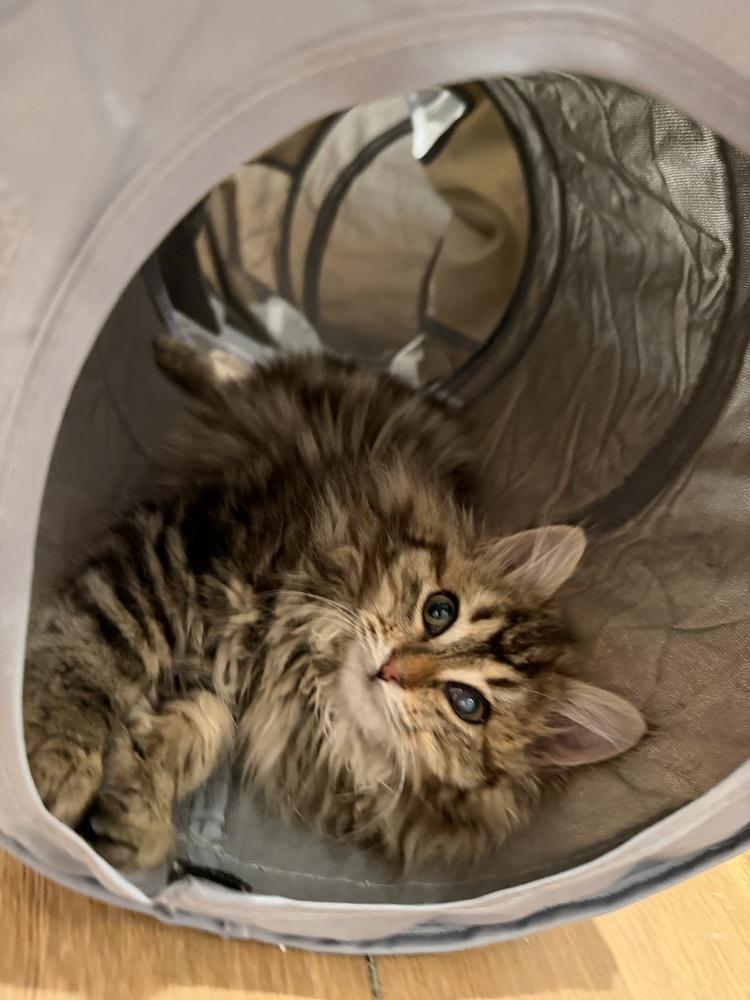 Enlarge Schitt's Creek:  Moira Rose - part of bonded pair, a Adoptable mixed breed in Warren, CT image 2/6