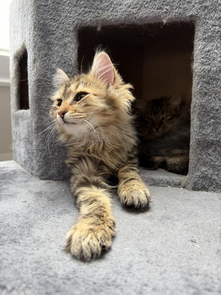 Enlarge Schitt's Creek:  Moira Rose - part of bonded pair, a Adoptable mixed breed in Warren, CT image 3/6