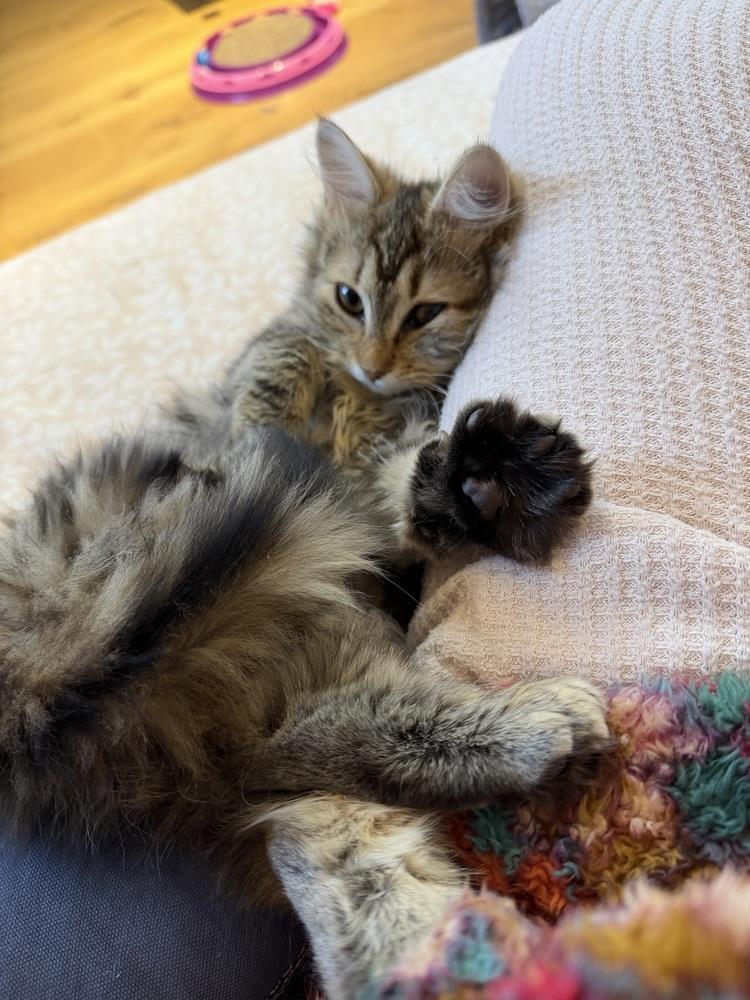 Enlarge Schitt's Creek:  Moira Rose - part of bonded pair, a Adoptable mixed breed in Warren, CT image 4/6