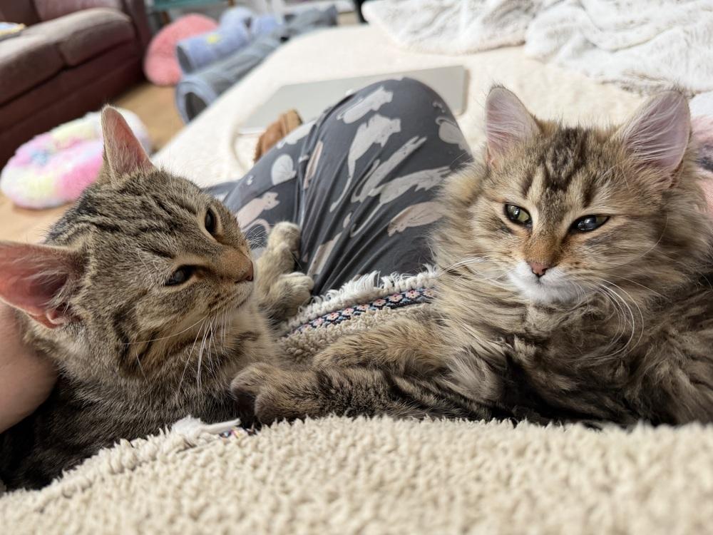 Enlarge Schitt's Creek:  Moira Rose - part of bonded pair, a Adoptable mixed breed in Warren, CT image 5/6