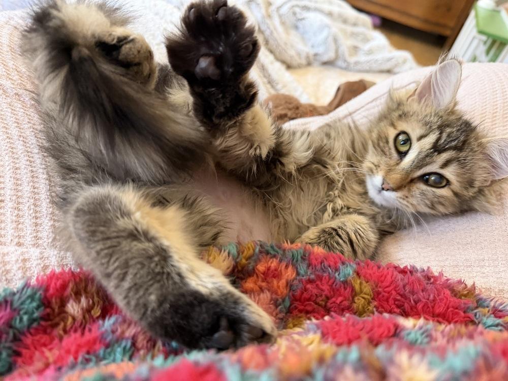 Enlarge Schitt's Creek:  Moira Rose - part of bonded pair, a Adoptable mixed breed in Warren, CT image 6/6