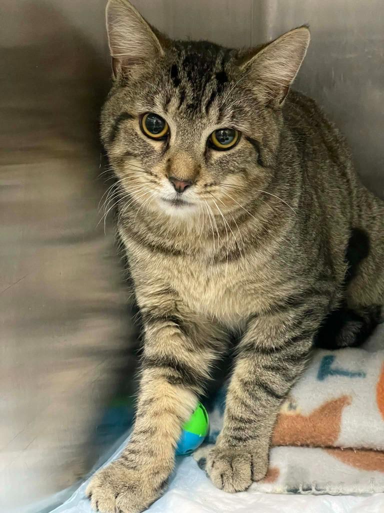 Enlarge Mo, an adopted Domestic Short Hair in Calhoun, KY image 1/1