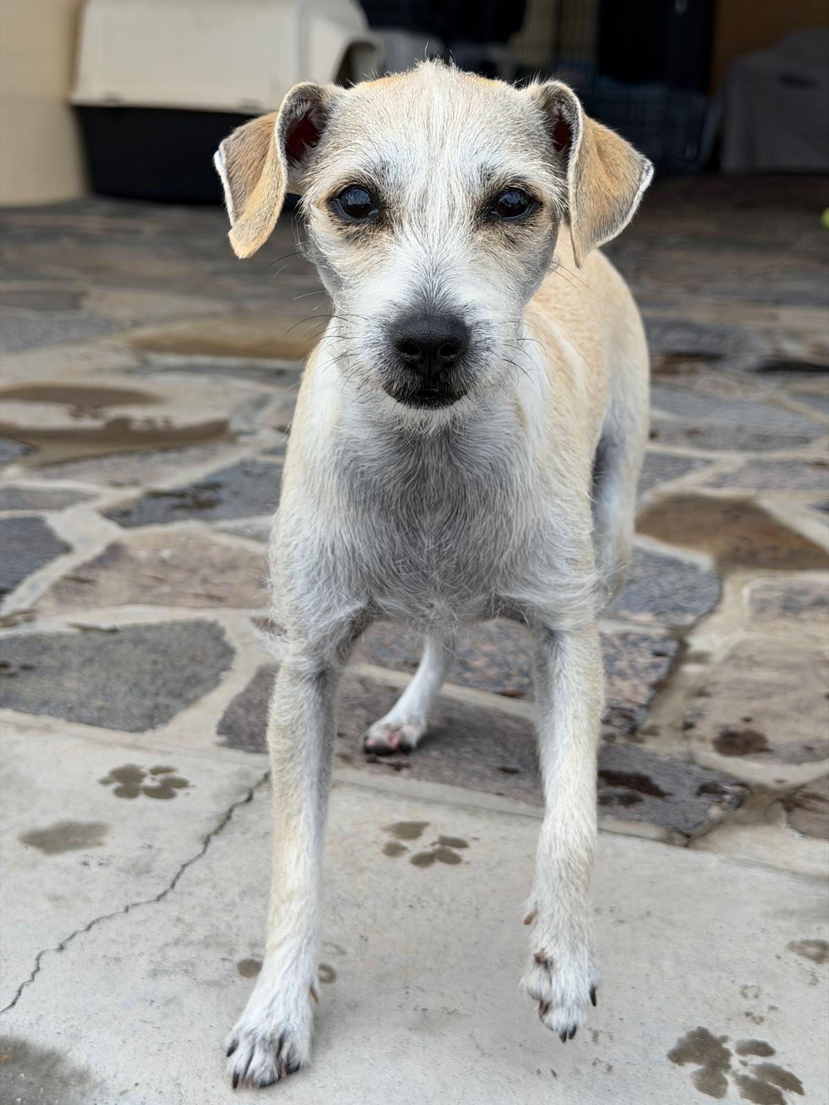 Sophia, a Adoptable mixed breed in Sherwood, OR image 5/6
