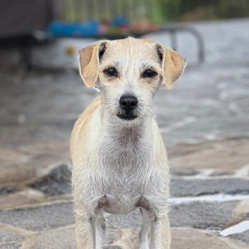 Sophia, Adoptable, Young Female Chihuahua & Xoloitzcuintli / Mexican Hairless.