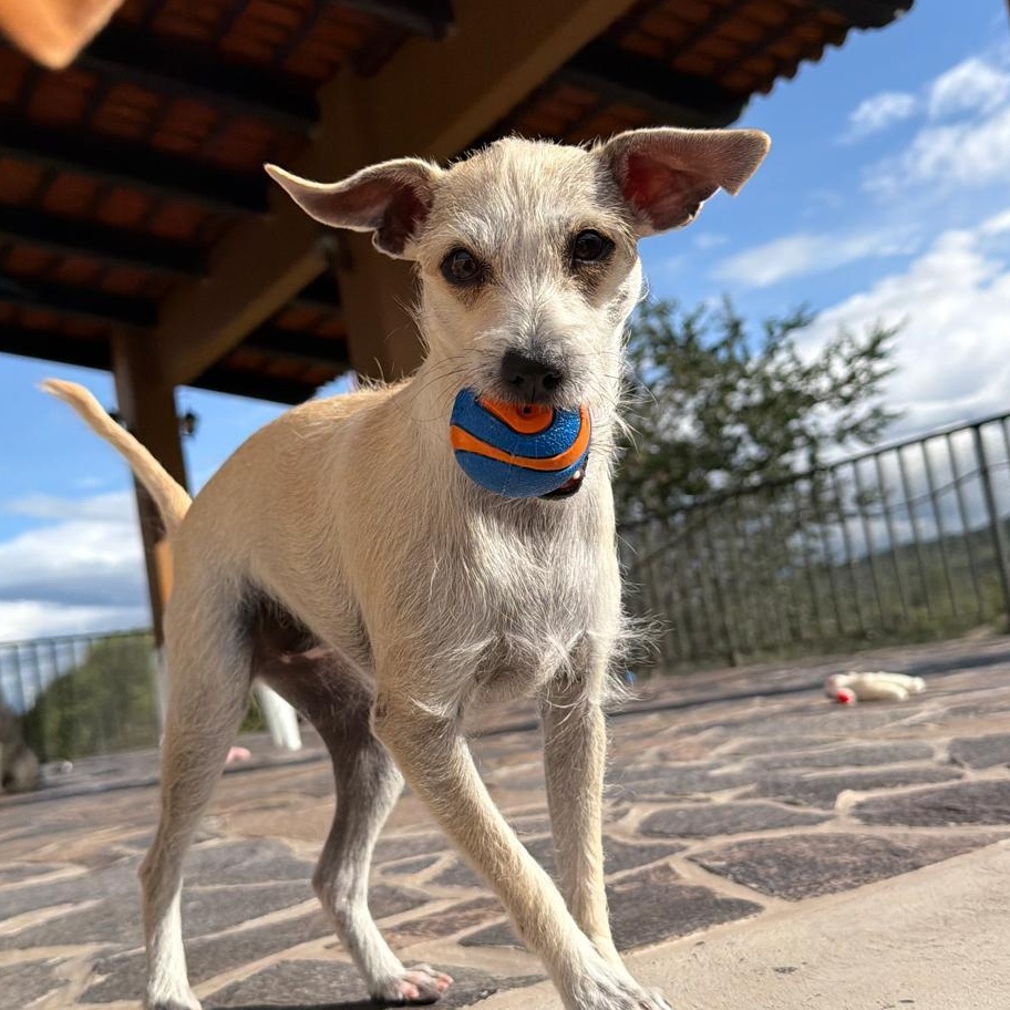 Sophia, a Adoptable mixed breed in Sherwood, OR image 2/6