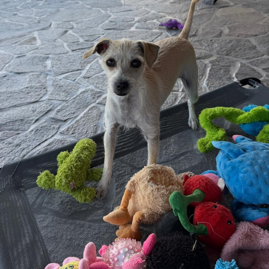 Sophia, a Adoptable mixed breed in Sherwood, OR image 3/6