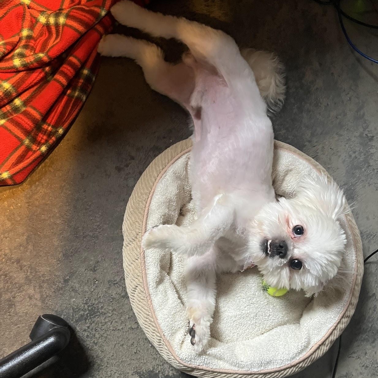 Enlarge Snow, a Adoptable Shih Tzu in Salisbury, NC image 4/6