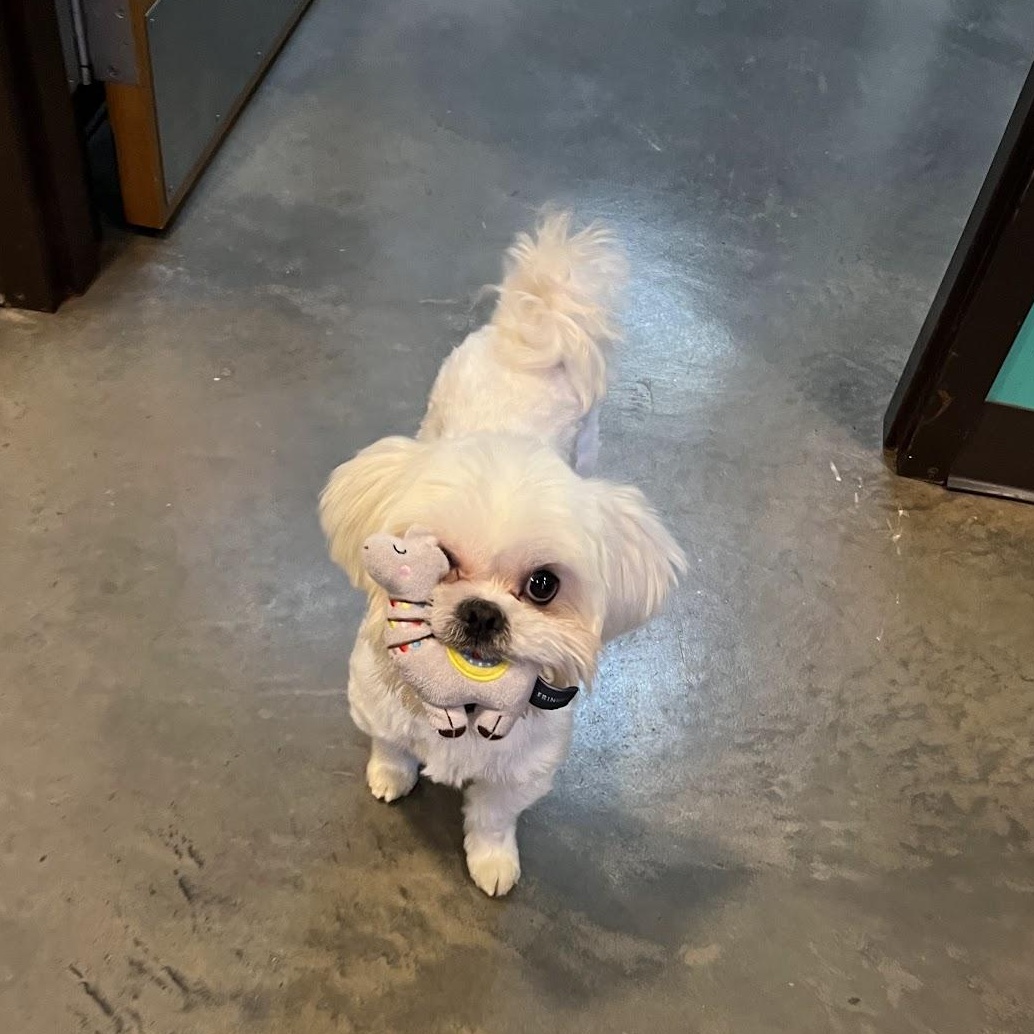 Enlarge Snow, a Adoptable Shih Tzu in Salisbury, NC image 6/6
