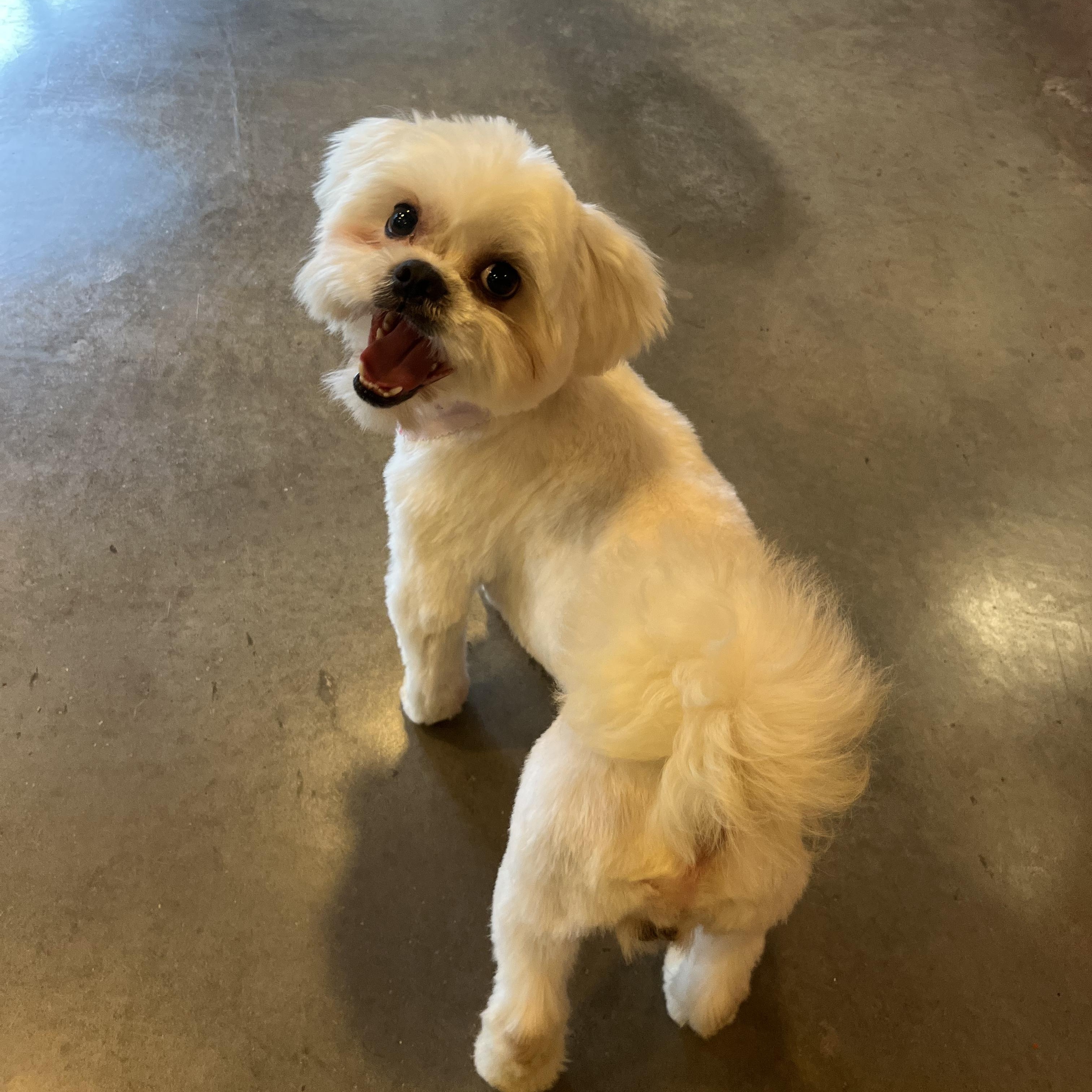 Enlarge Snow, a Adoptable Shih Tzu in Salisbury, NC image 5/6