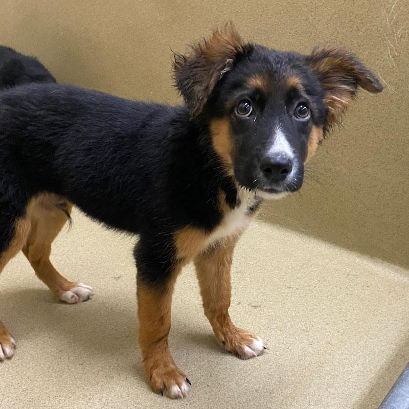 Chunk, Adopted, Puppy Male Australian Shepherd & German Shepherd Dog.