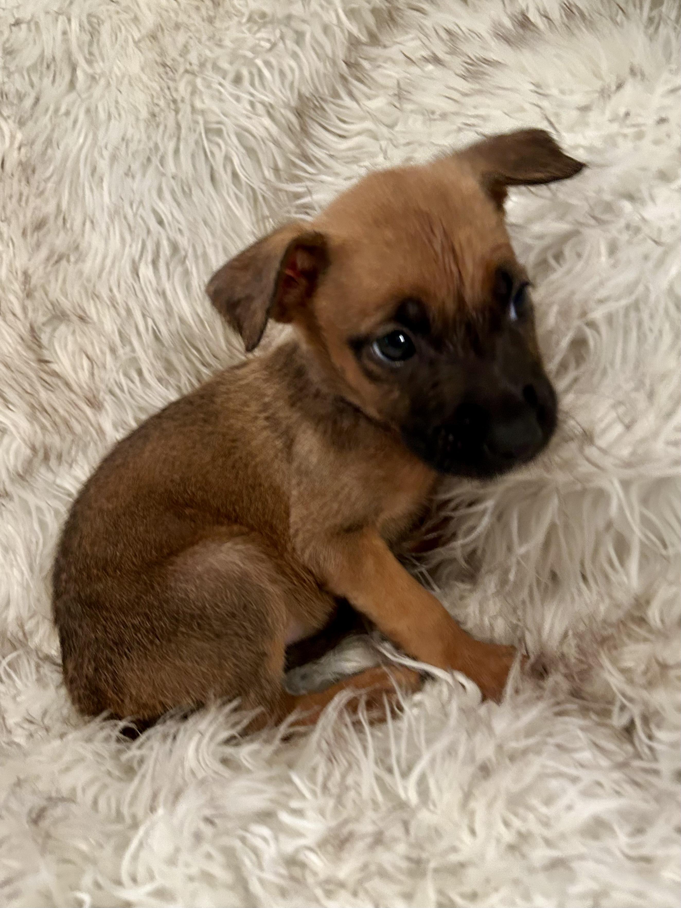 Presslee thumbnail 5