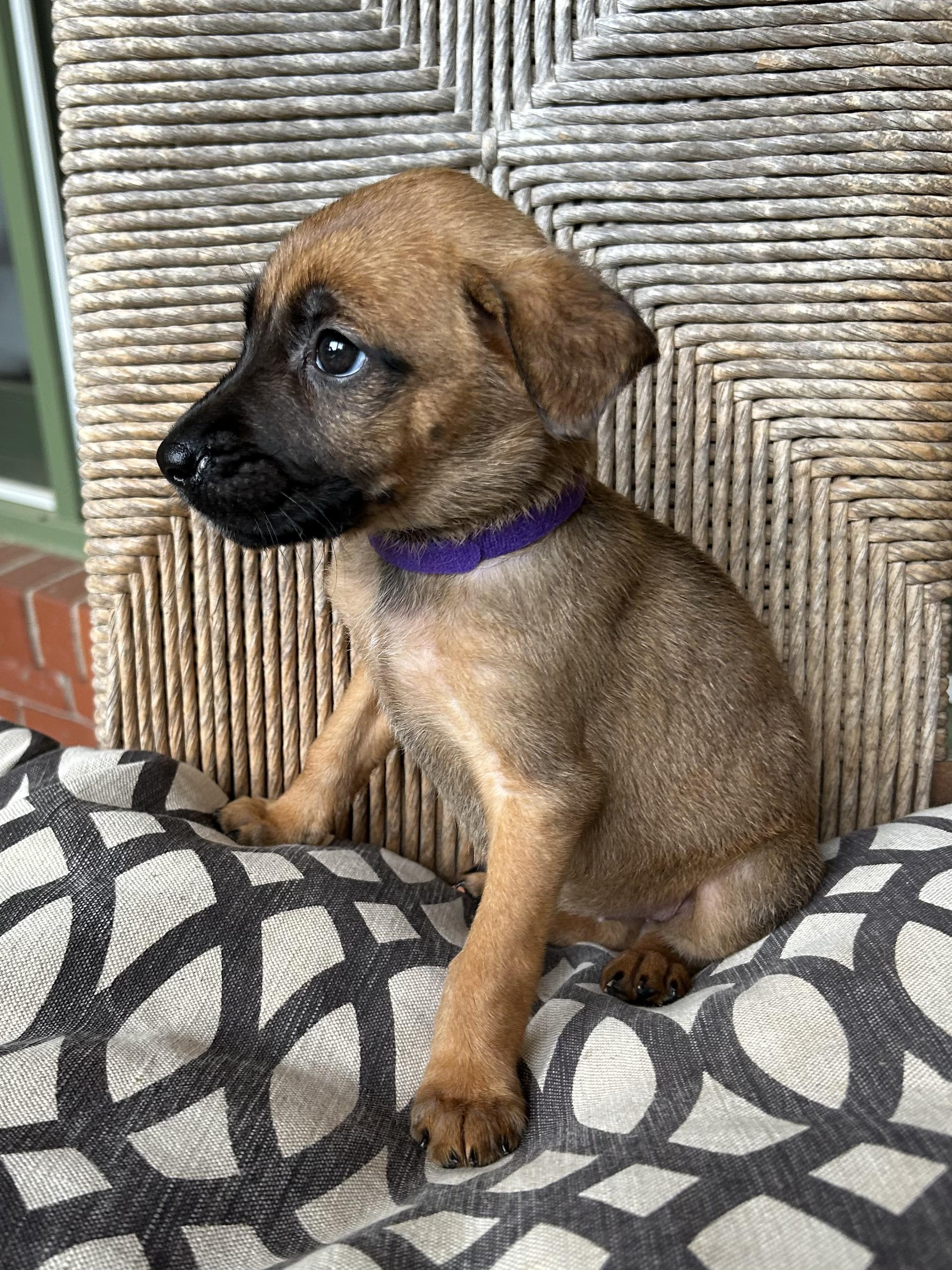 Presslee thumbnail 6