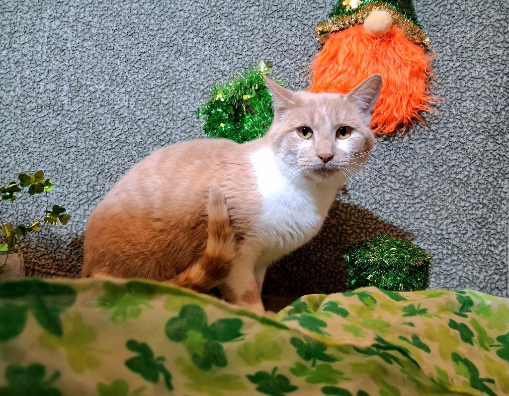 RUPERT, Adoptable, Young Male Domestic Short Hair.