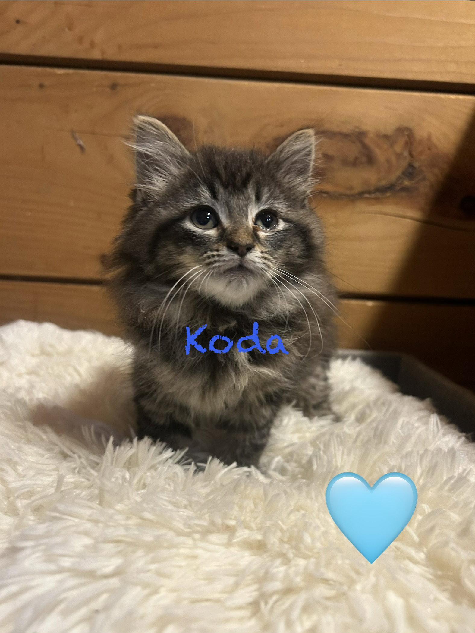 Koda, Adopted, Young Male Maine Coon & Domestic Long Hair.