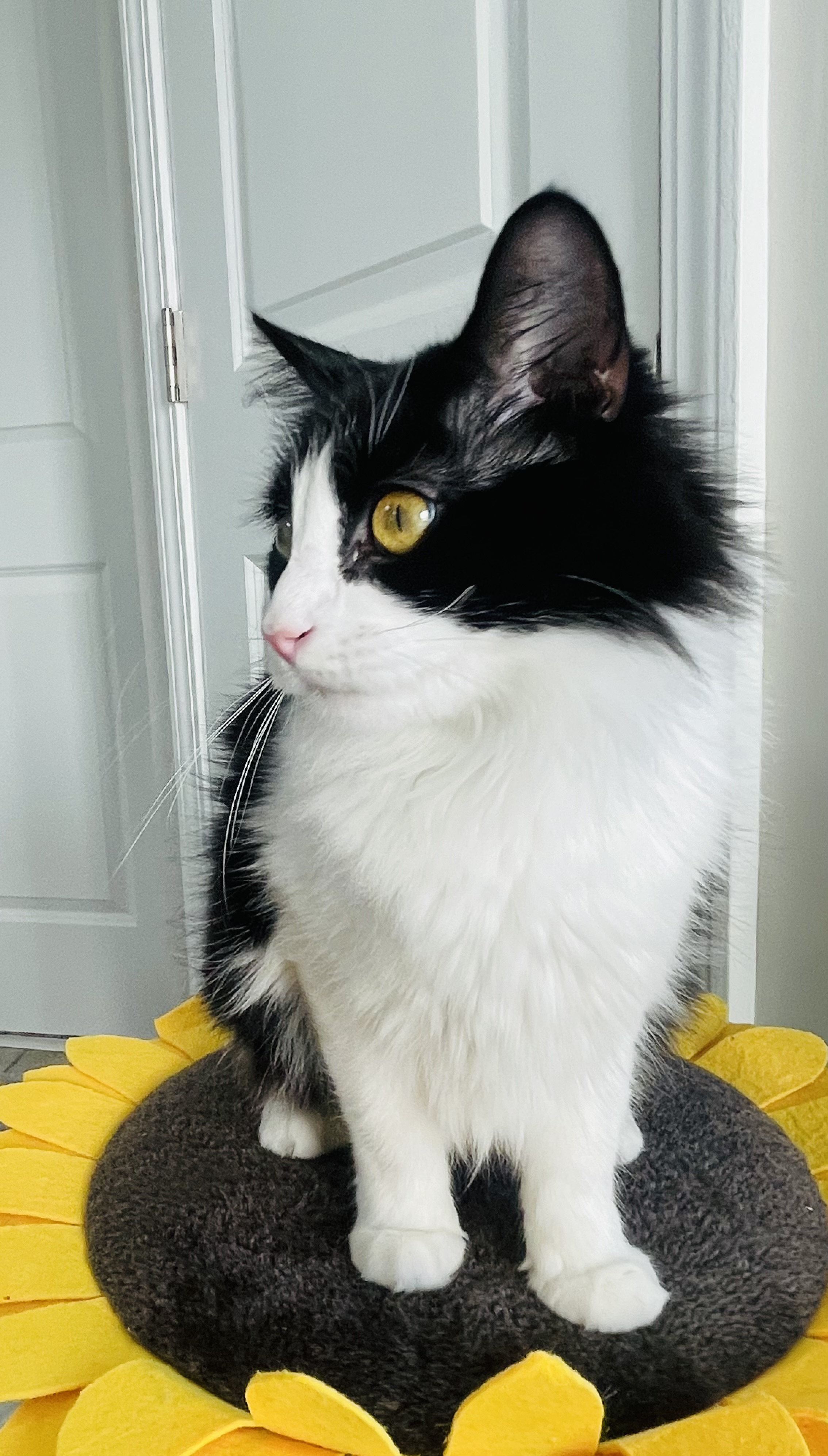 Dutchess, a Adoptable Domestic Long Hair in Auburn, GA image 2/2