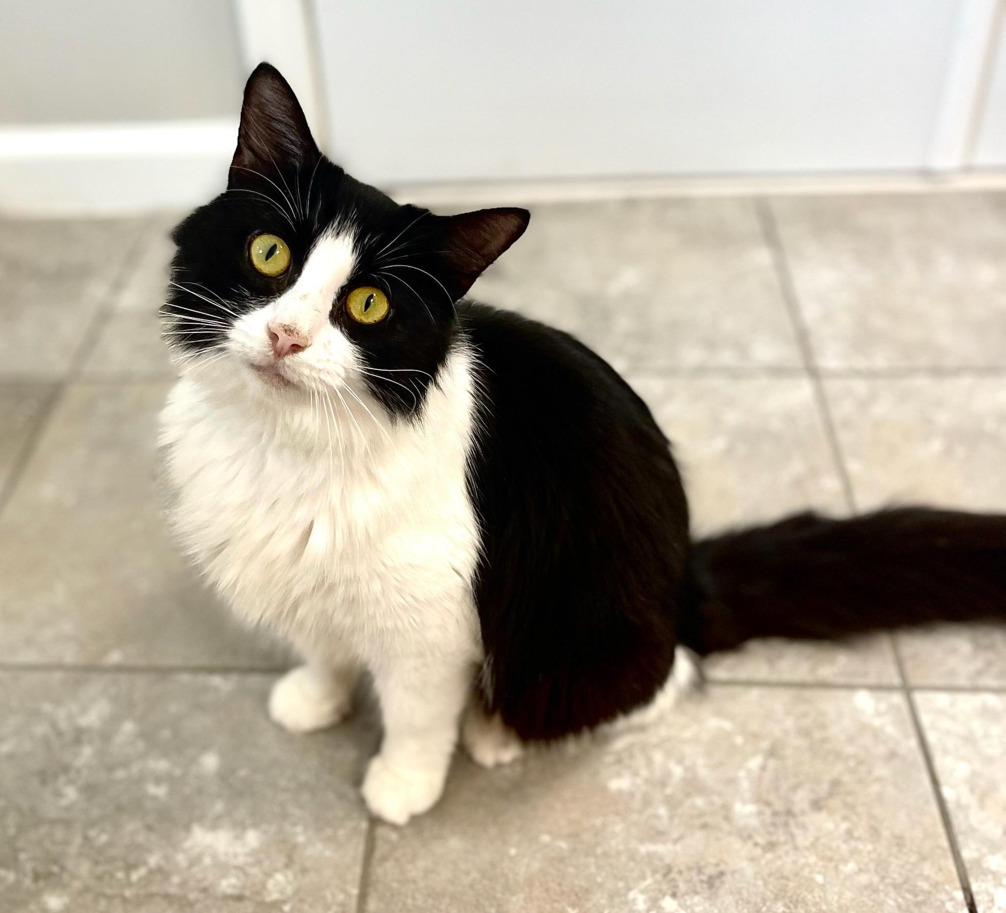 Dutchess, a Adoptable Domestic Long Hair in Auburn, GA image 1/2