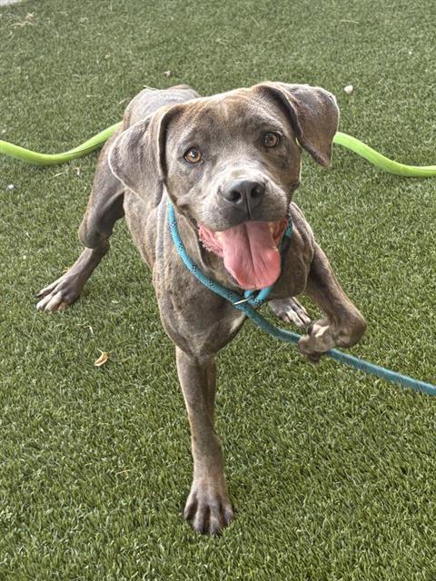 Enlarge NANNY, a Adoptable mixed breed in Baytown, TX image 1/1