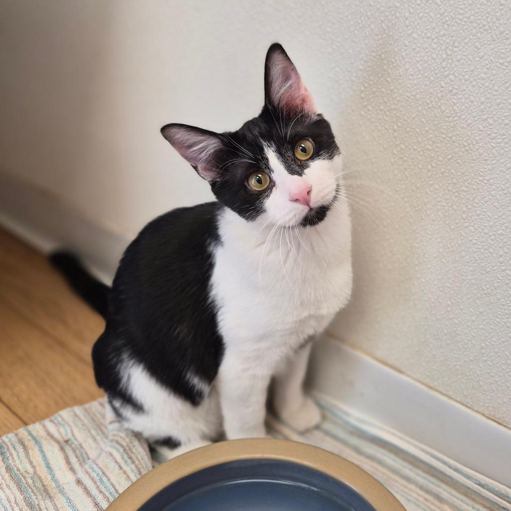 Enlarge Armani, a Adoptable mixed breed in Woodstock, IL image 1/6