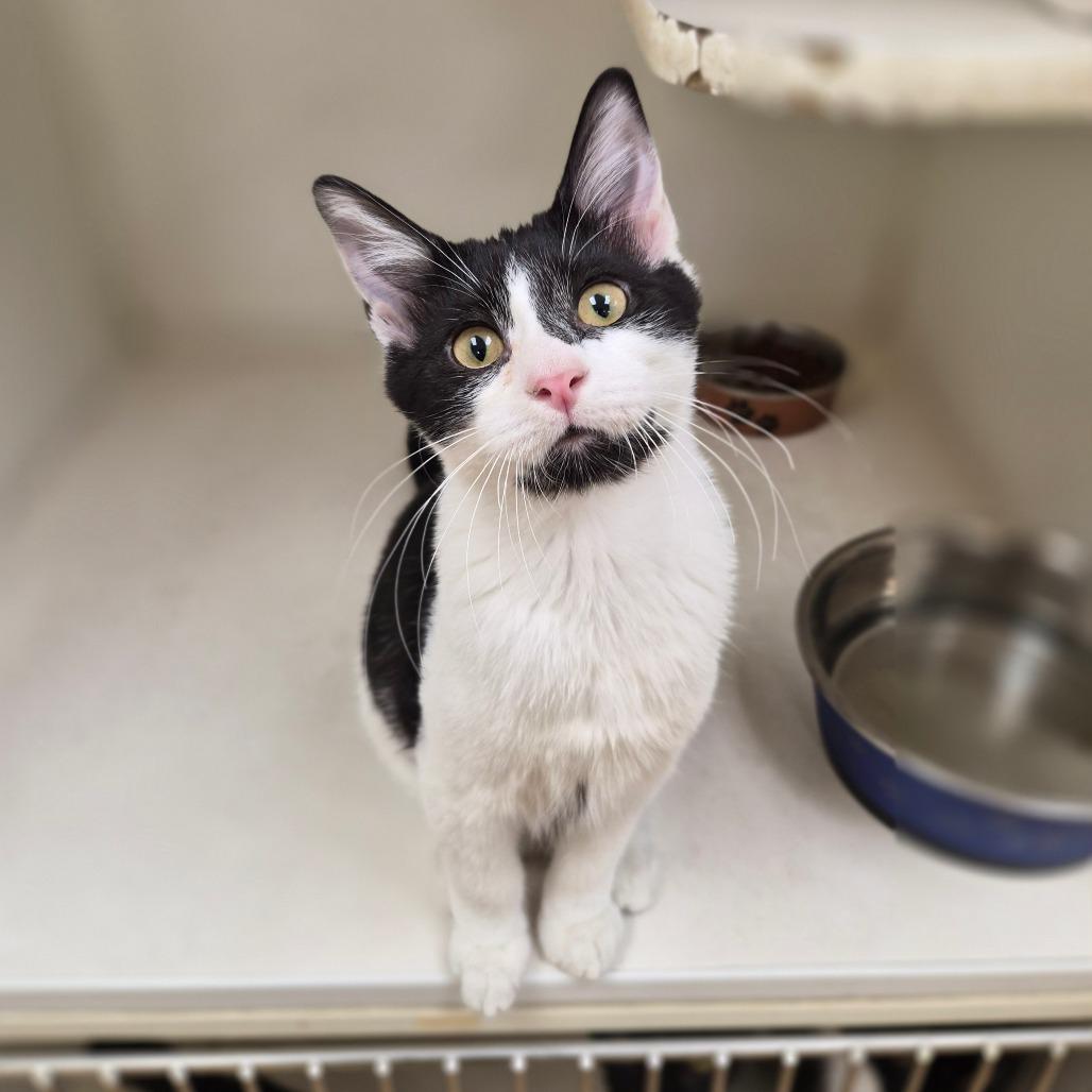 Enlarge Armani, a Adoptable mixed breed in Woodstock, IL image 5/6