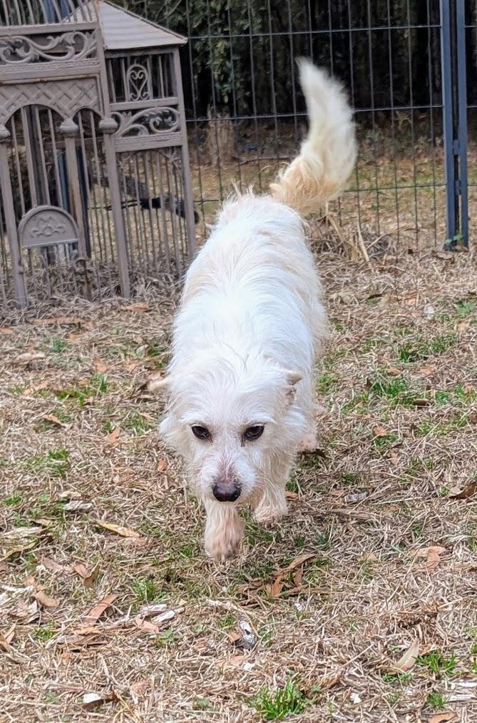 SCOUT — thumbnail 2