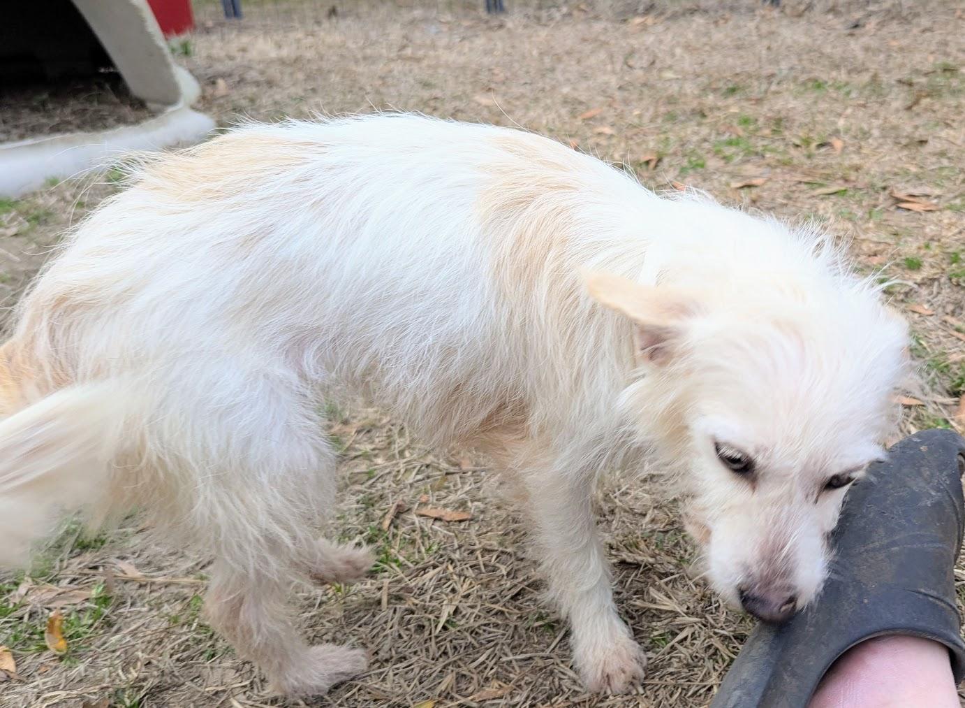 SCOUT — thumbnail 3