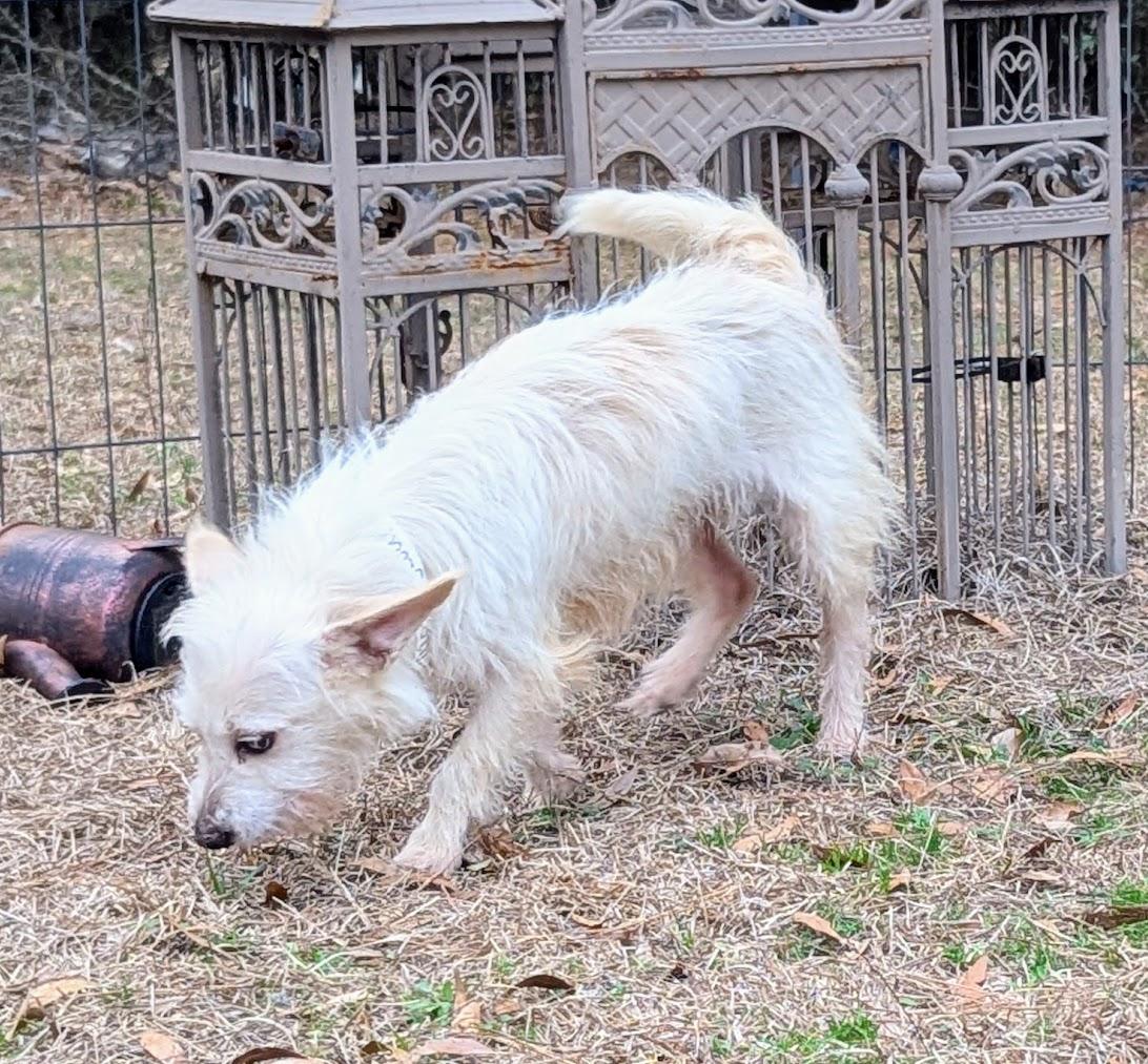 SCOUT — thumbnail 4