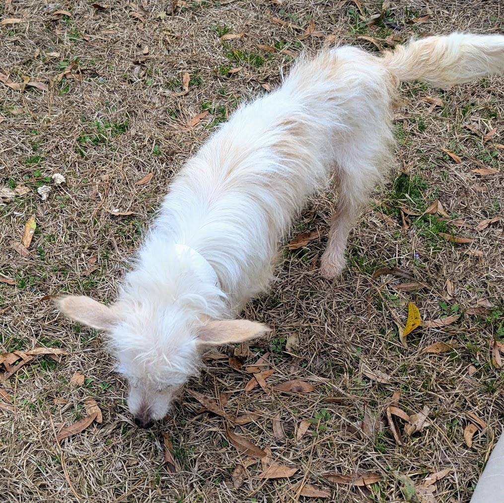 SCOUT — thumbnail 5