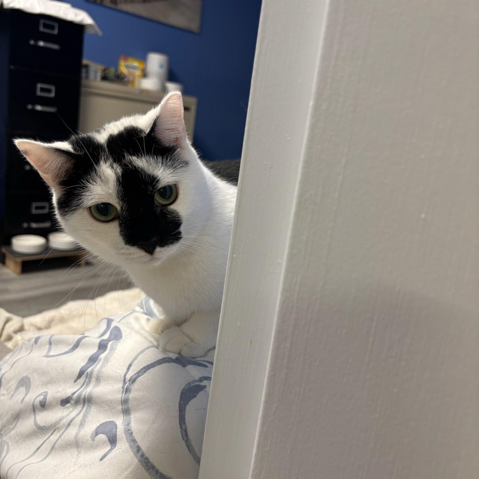 Pearl, a Adoptable Domestic Short Hair in Princeton, NJ image 4/4