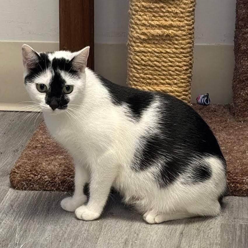 Pearl, a Adoptable Domestic Short Hair in Princeton, NJ image 3/4