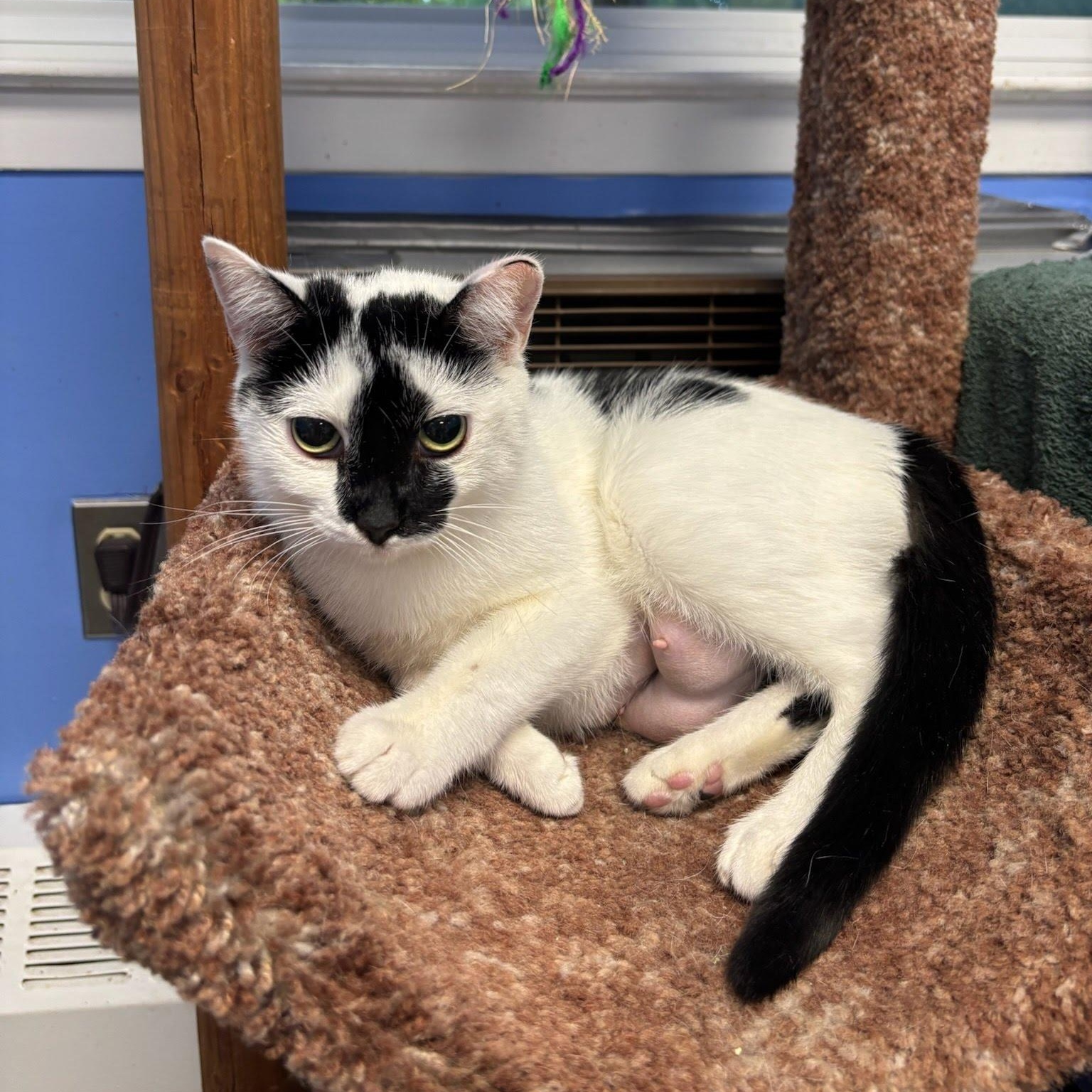 Pearl, a Adoptable Domestic Short Hair in Princeton, NJ image 2/4