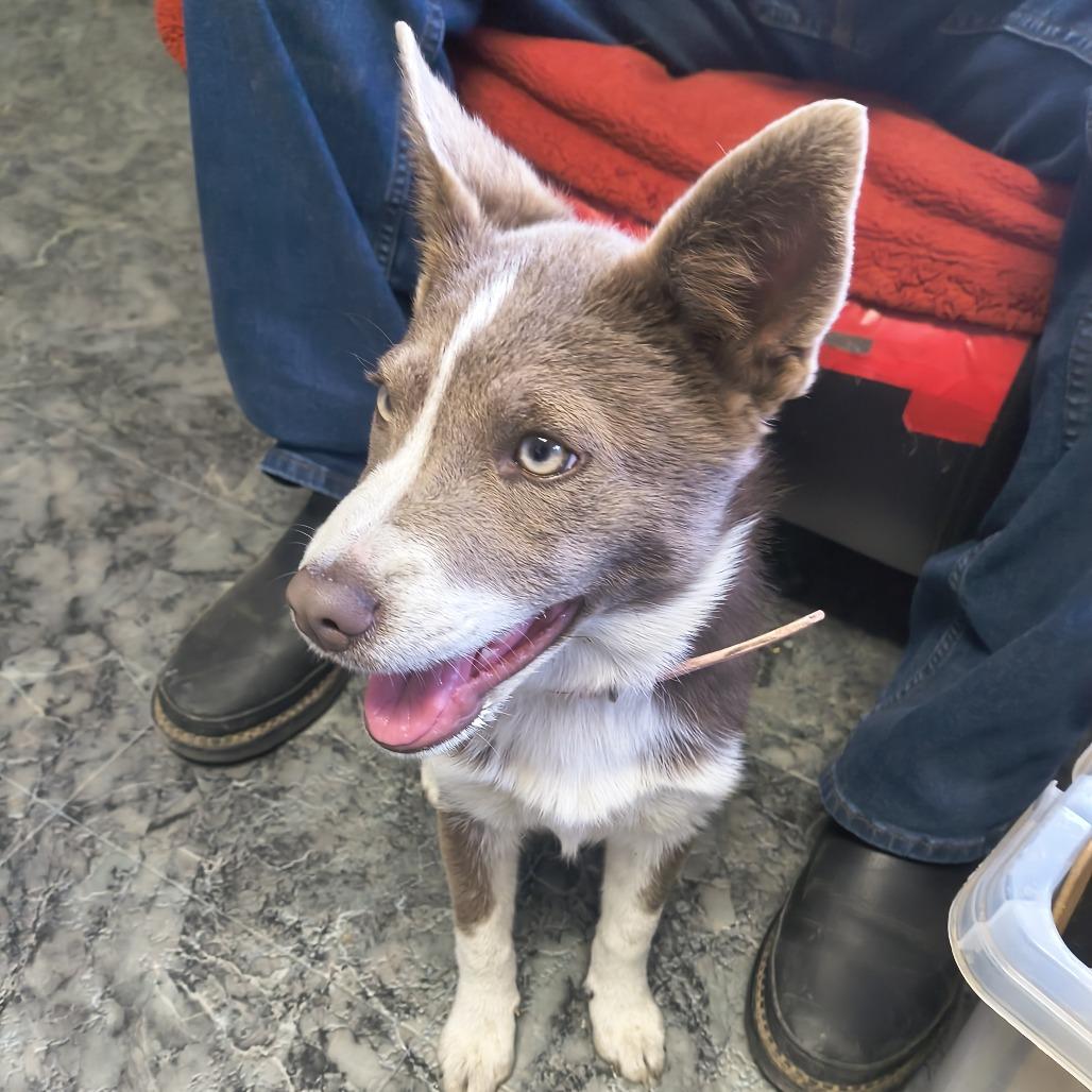 Enlarge Gem, a Adoptable mixed breed in Othello, WA image 1/1