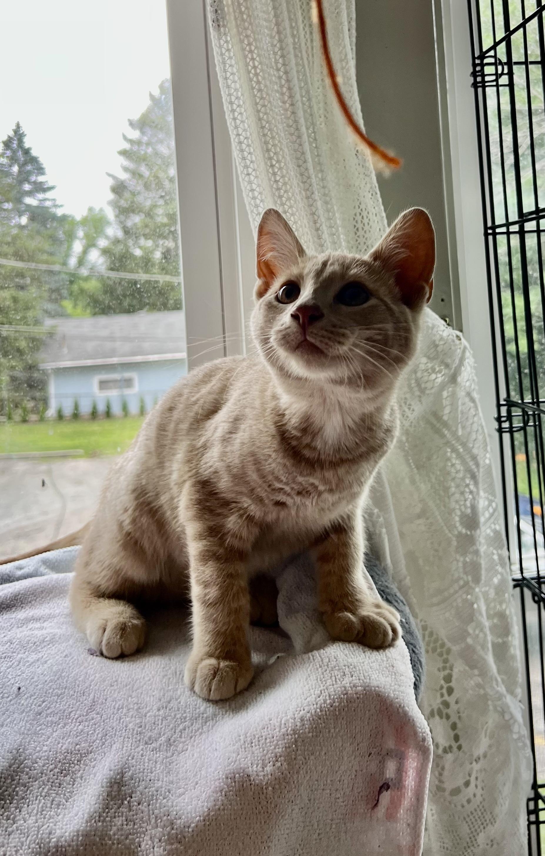 Nilla, Baby Male unknown