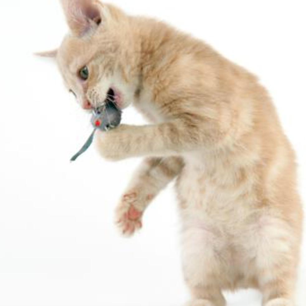 Fiona Mac, a Adoptable Domestic Short Hair in Blairsville, GA image 1/6