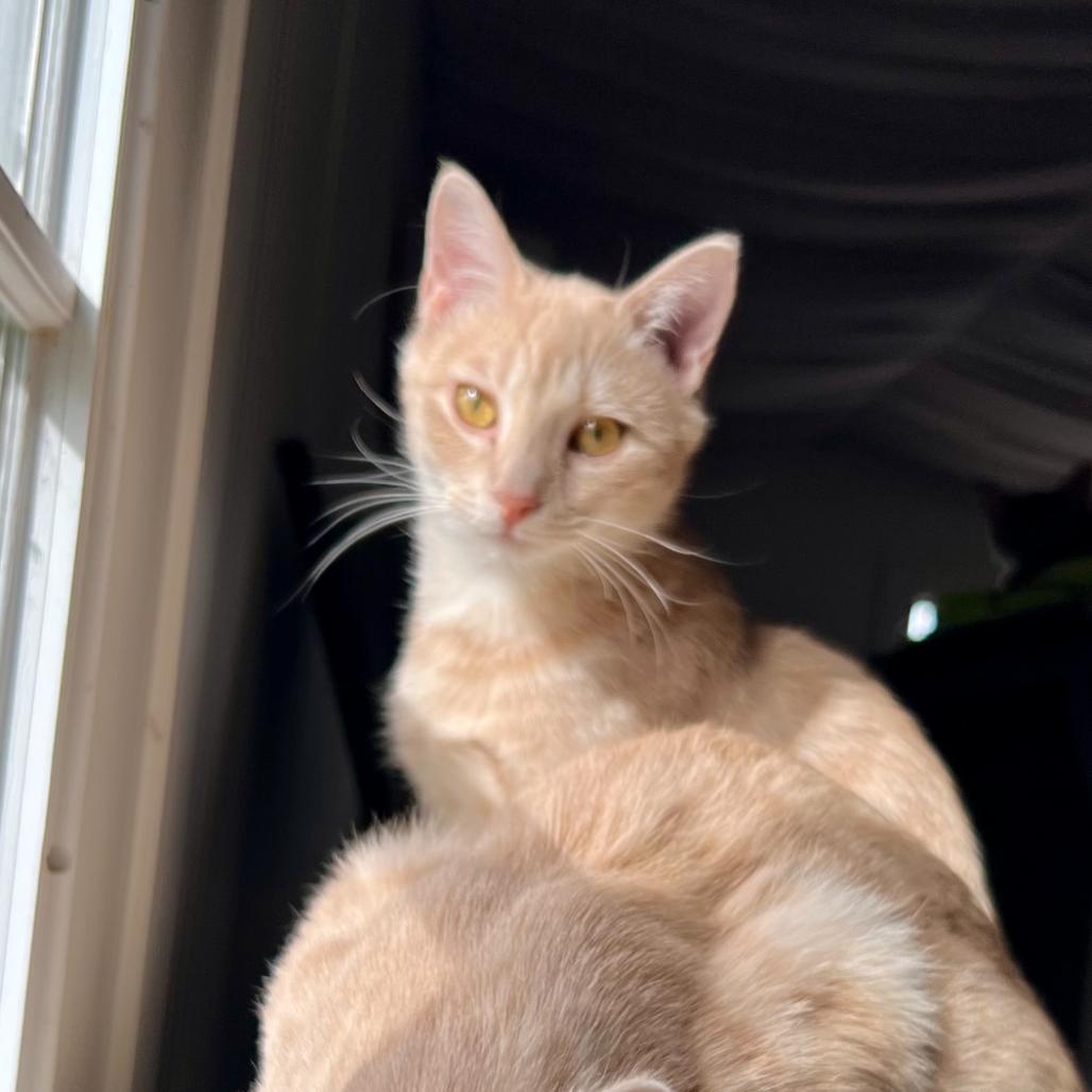 Fiona Mac, a Adoptable Domestic Short Hair in Blairsville, GA image 2/6