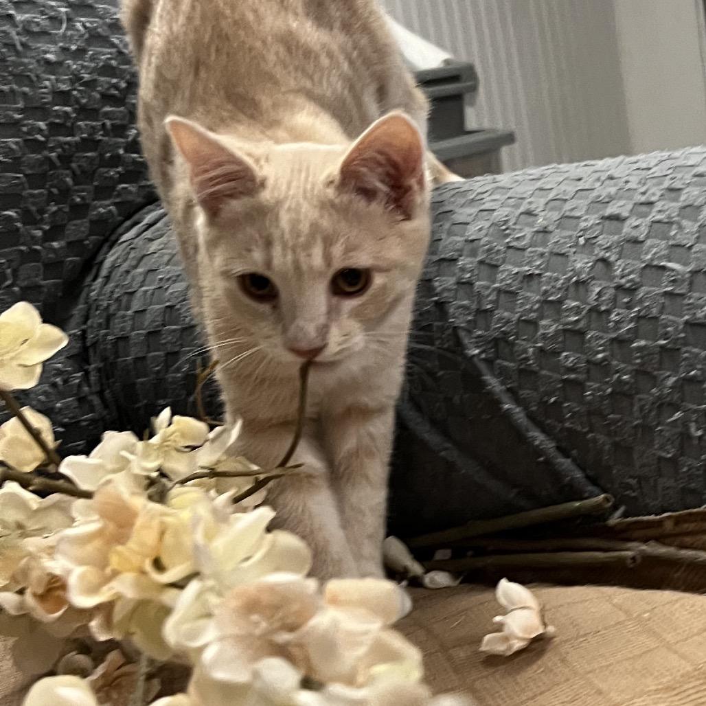 Fiona Mac, Adoptable, Young Female Domestic Short Hair.