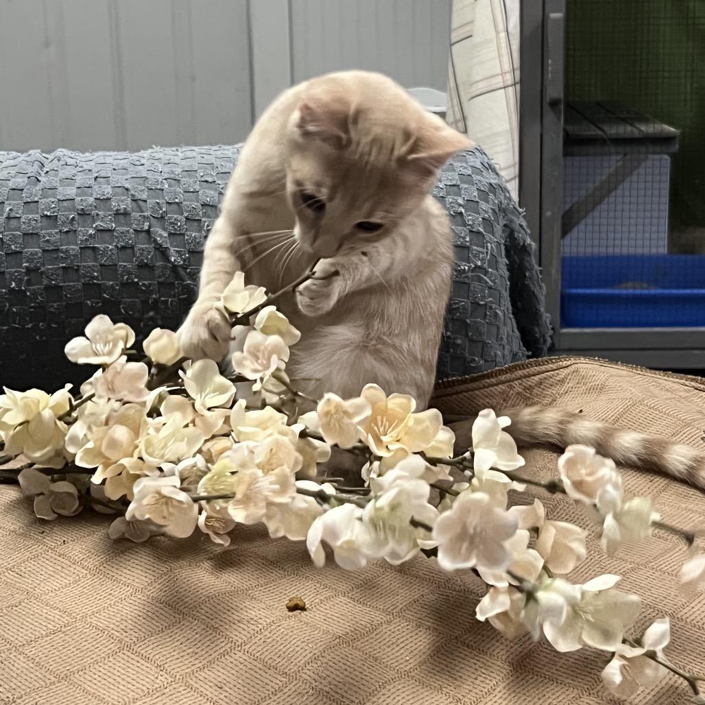 Fiona Mac, a Adoptable Domestic Short Hair in Blairsville, GA image 3/6