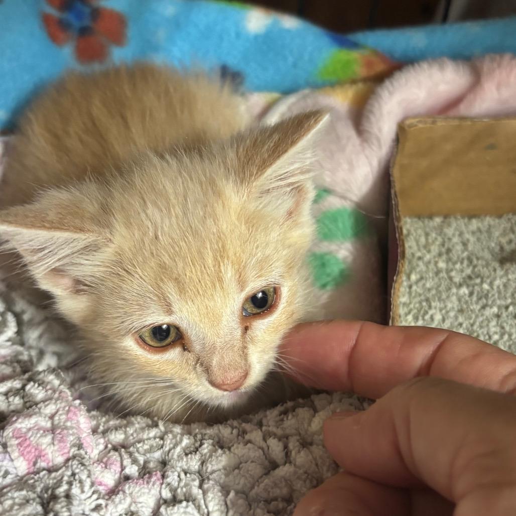 Fiona Mac, a Adoptable Domestic Short Hair in Blairsville, GA image 4/6