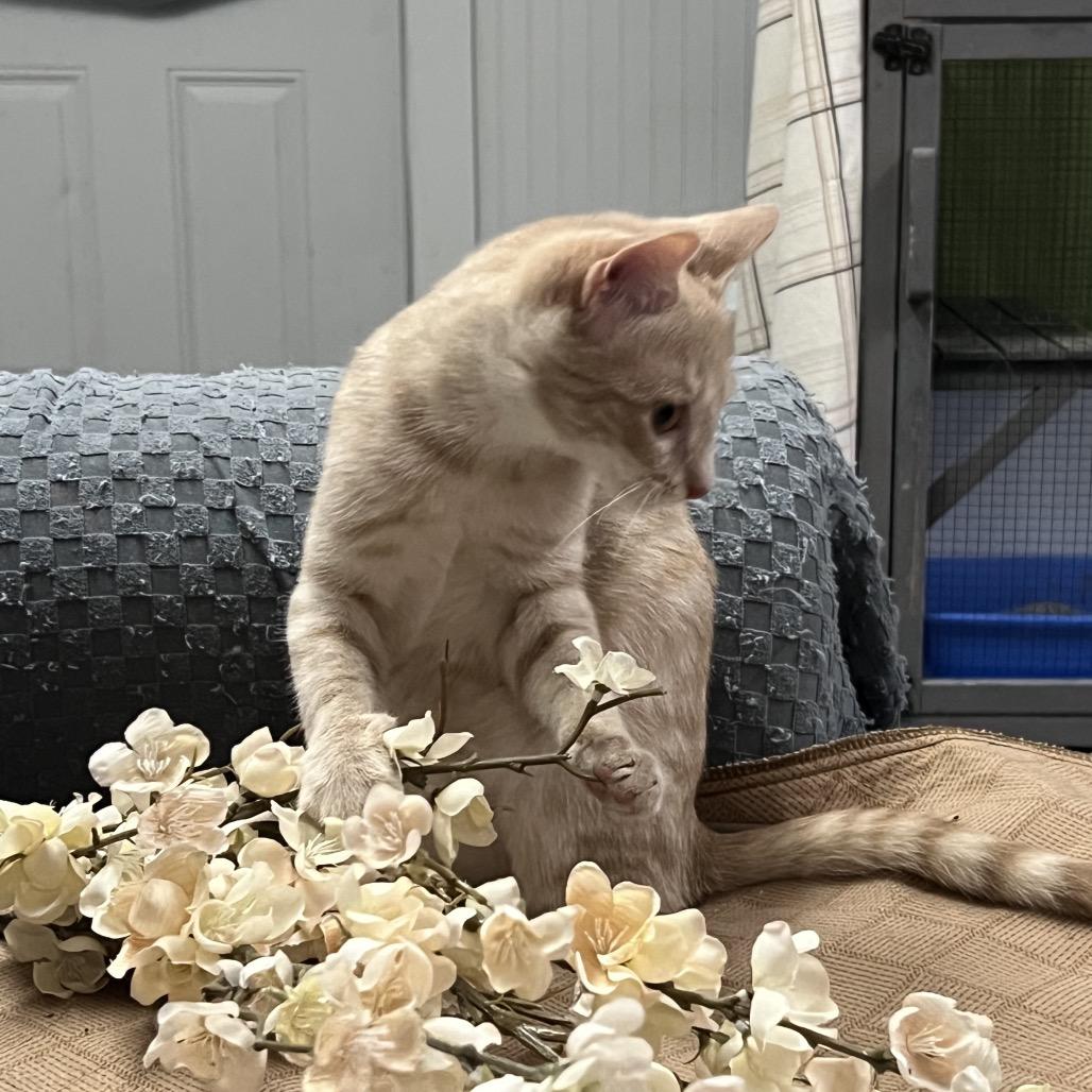 Fiona Mac, a Adoptable Domestic Short Hair in Blairsville, GA image 6/6