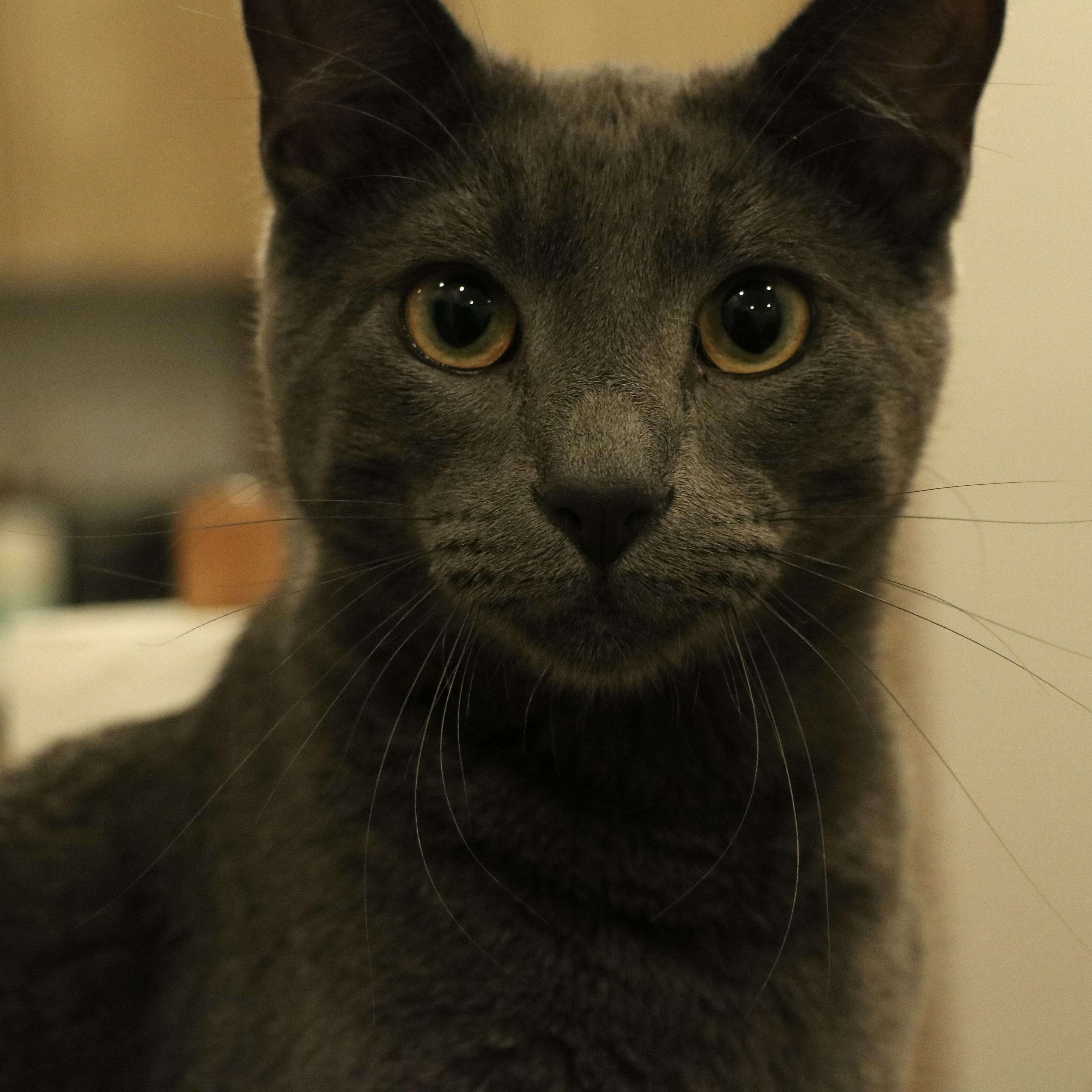 Babygray, a Adopted mixed breed in Santa Fe, NM image 1/2