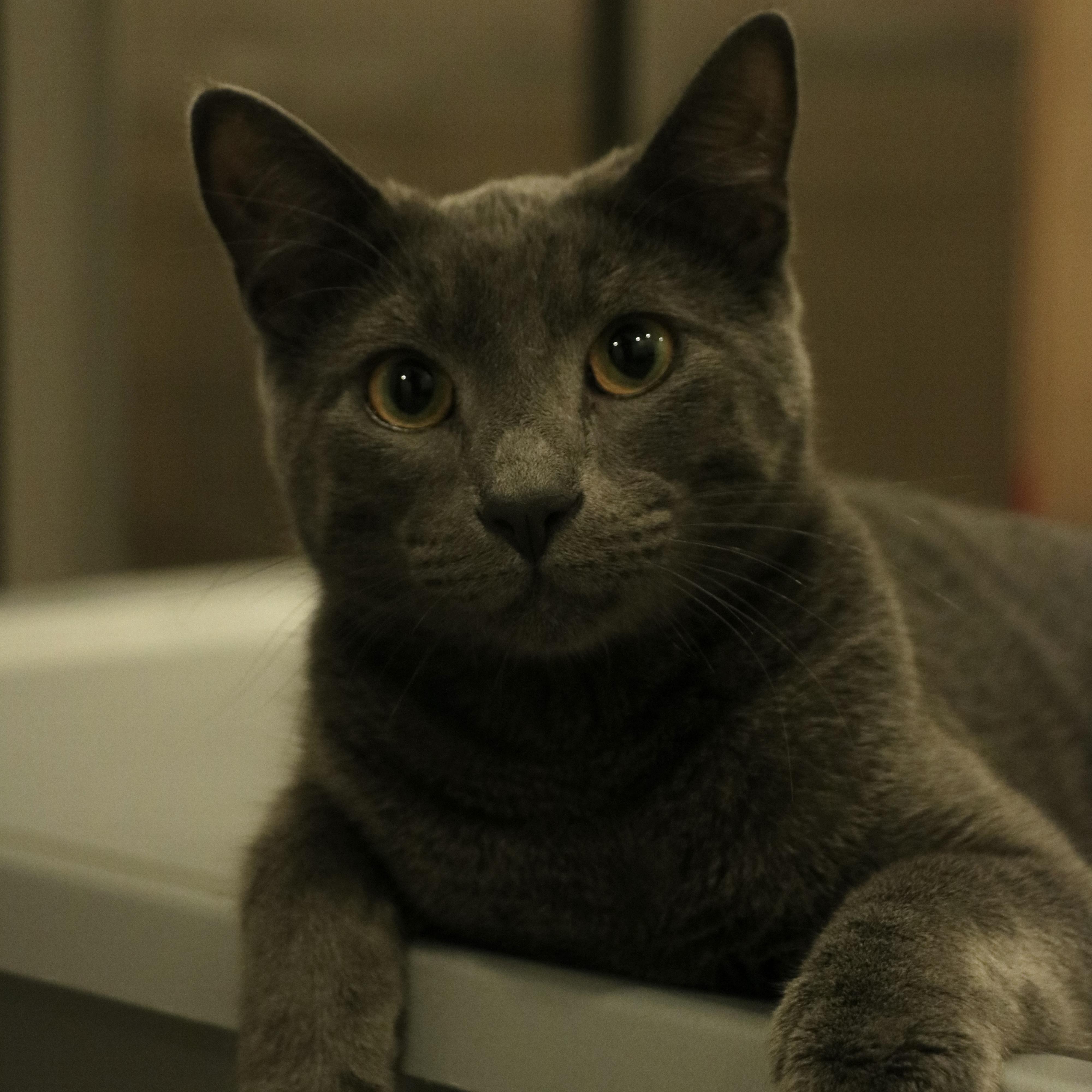 Babygray, a Adopted mixed breed in Santa Fe, NM image 2/2