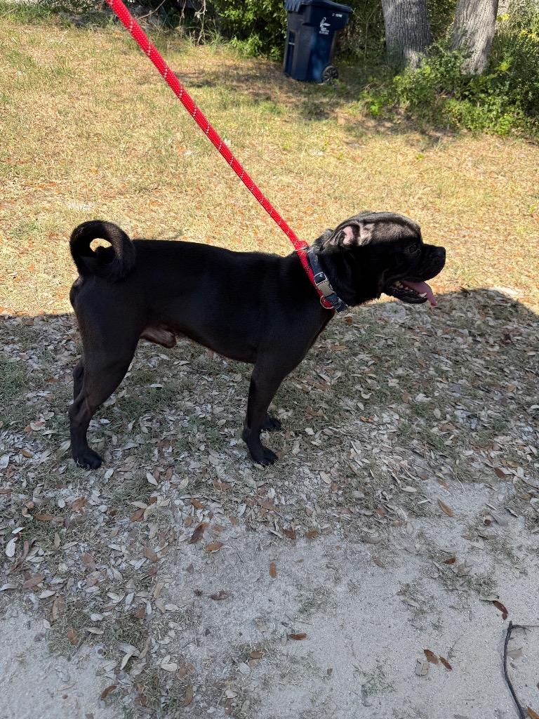 King Pepin, Adoptable, Adult Male Pug & Mixed Breed.