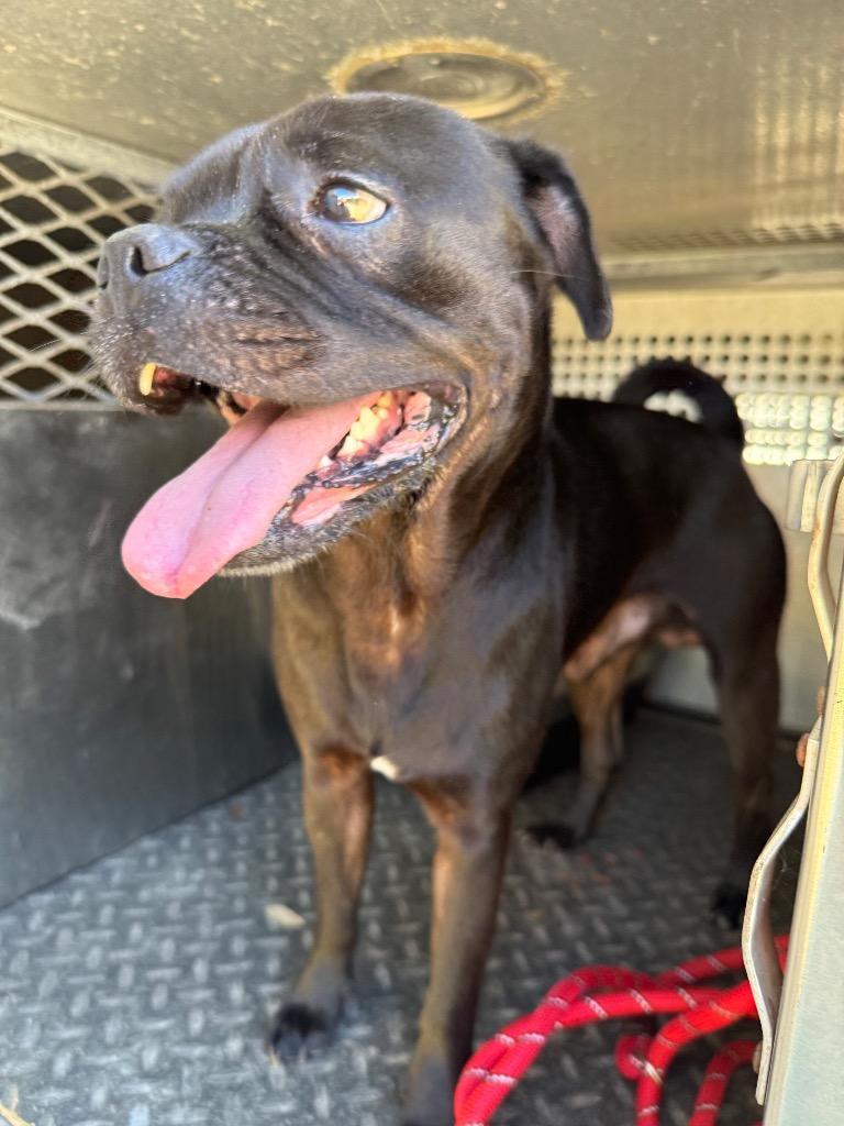 Enlarge King Pepin, a Adoptable mixed breed in Rockport, TX image 2/3