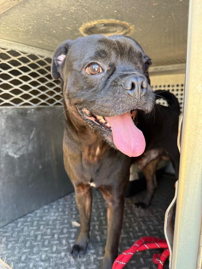 Enlarge King Pepin, a Adoptable mixed breed in Rockport, TX image 3/3